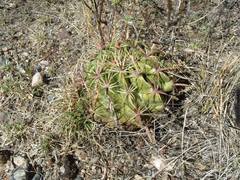 Ferocactus recurvus