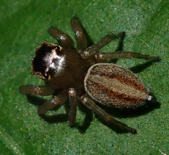 Maratus scutulatus