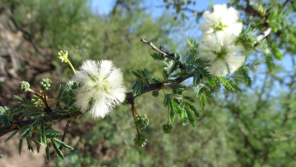 Mimosa farinosa