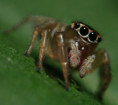 Maratus scutulatus