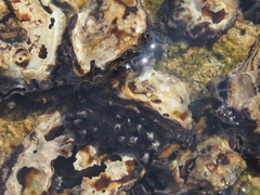 Saccostrea
