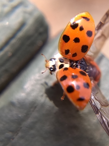 Asian Lady Beetle photographed in New Hampshire