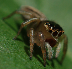 Maratus scutulatus