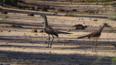 Chunga burmeisteri