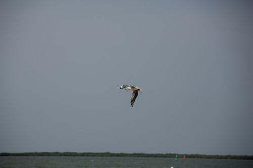 iNaturalist: (c) Adrien Groul, some rights reserved (CC BY-NC), uploaded by Adrien Groul iNaturalist image