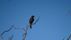 Knipolegus striaticeps