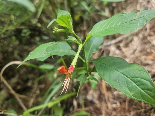 Cuphea appendiculata
