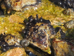 Saccostrea