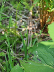 Carex benkei