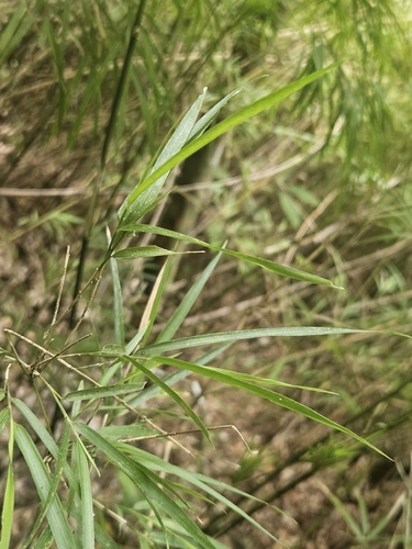 Chusquea longifolia