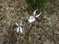 Stylidium petiolare