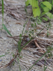 Anthoxanthum nitens sachalinense