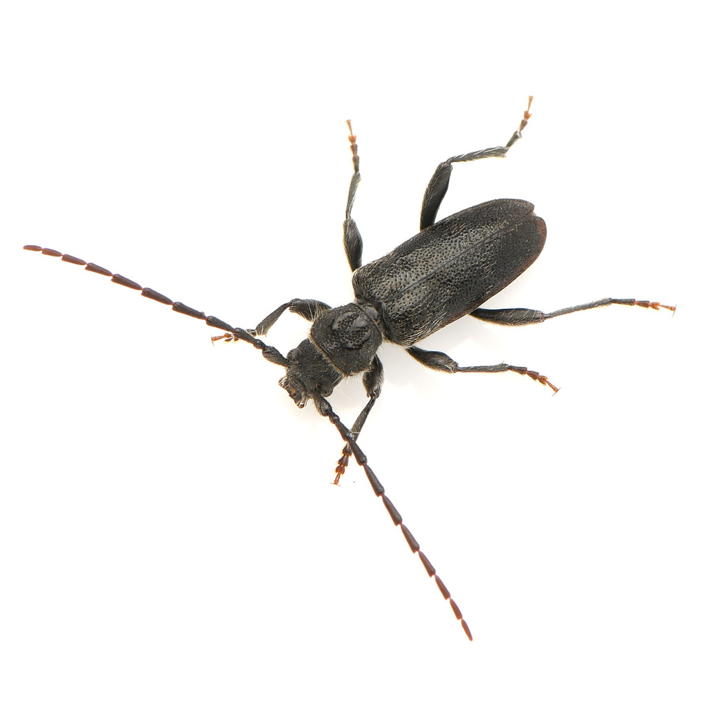 Semanotus terminatus