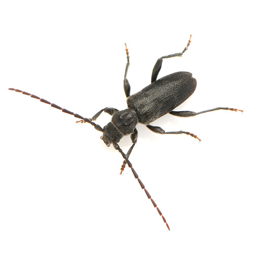 Semanotus terminatus
