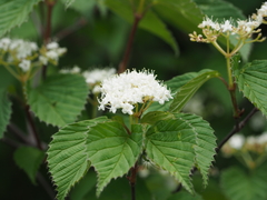 Viburnum wrightii