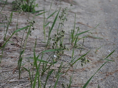 Anthoxanthum nitens sachalinense