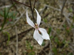 Stylidium petiolare