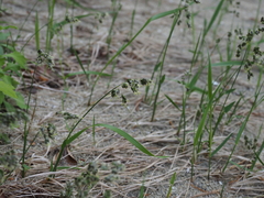 Anthoxanthum nitens sachalinense