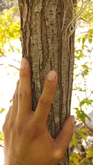 Ulmus serotina