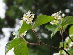 Viburnum wrightii