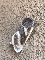Hemileuca tricolor