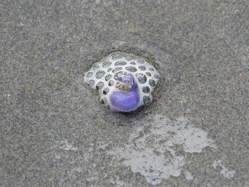 photo of Dwarf Violet Snail (Janthina exigua)