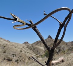 Thornscrub Vine Snake photo 3