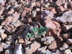 Cymopterus rosei