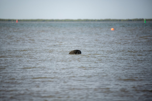 African Manatee