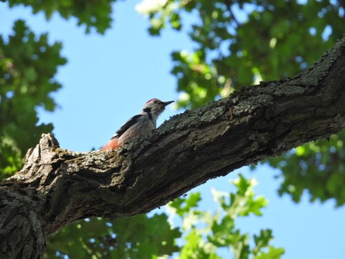 Middle Spotted Woodpecker