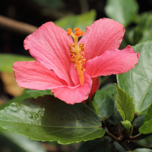 Mandrinette (Hibiscus fragilis)