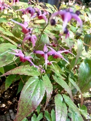 Epimedium
