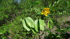 Gonopterodendron bonariensis