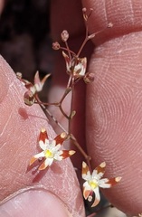 Nemacladus rubescens