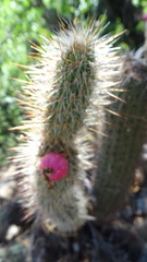 Cleistocactus baumannii