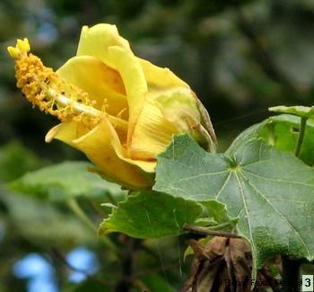 Magot rempart (Hibiscus columnaris)