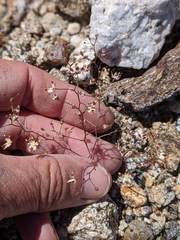 Nemacladus rubescens