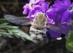 Heterostylum robustum