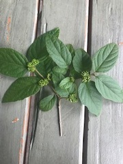 Callicarpa candicans