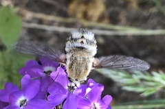 Heterostylum robustum