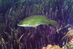 Green Wrasse photo 4