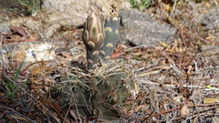 Gymnocalycium