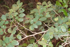 Breynia oblongifolia