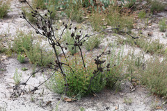 Hakea laevipes