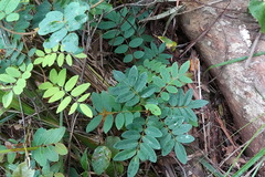 Millettieae
