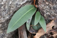 Cryptostylis leptochila