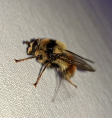 Criorhina bubulcus