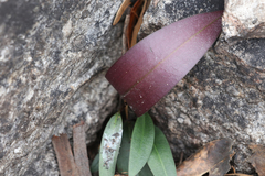 Cryptostylis leptochila