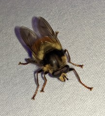 Criorhina bubulcus