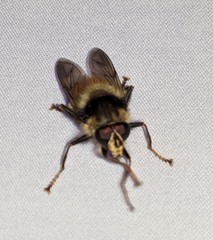 Criorhina bubulcus